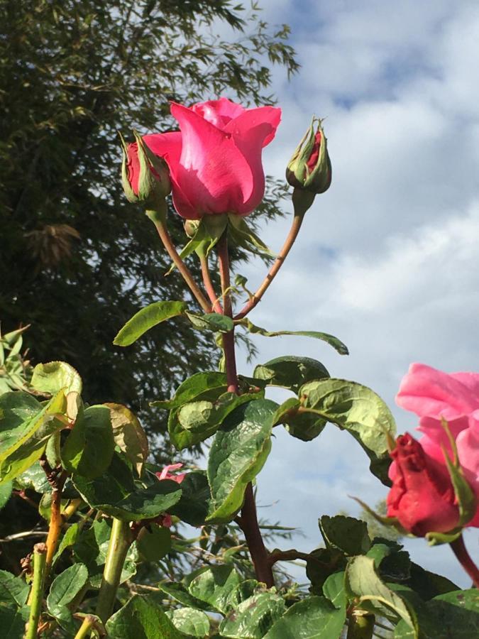 Gites Jardin-Darcy Bois Exteriér fotografie